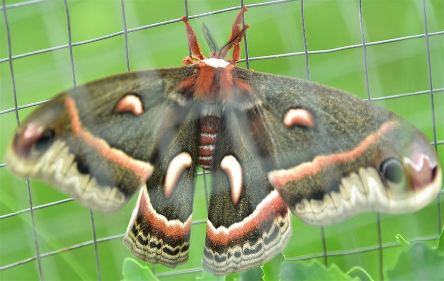 Giant Silk Moth in Applewood. To view more on this and other, please visit Gallery.  Thank you to members for sharing.